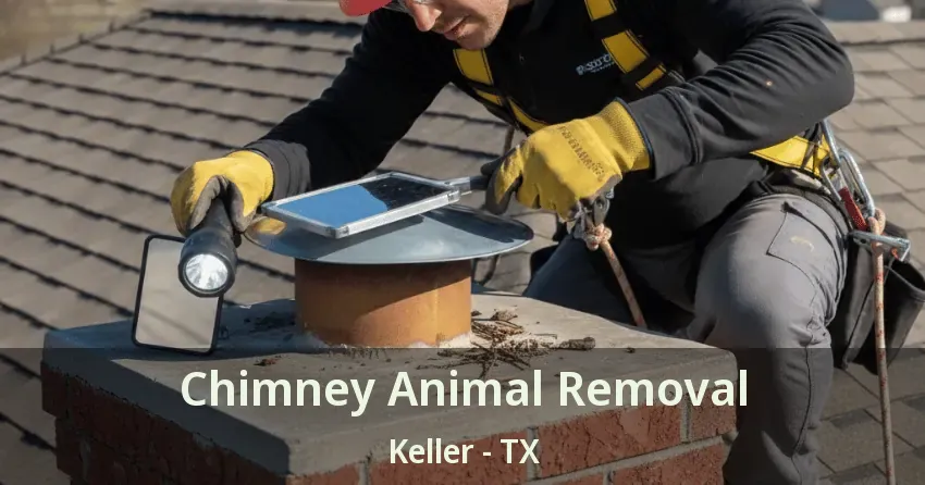 Chimney Animal Removal Keller - TX